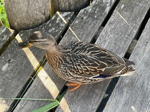 Bild 9_kcxjuuq0g94j.jpg